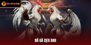 Đá Gà Cựa Dao - Môn Giải Trí Nảy Lửa Tại dagatructiepc3