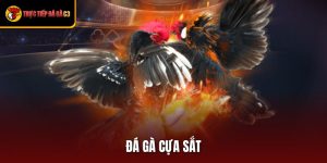 Đá Gà Cựa Sắt Mãn Nhãn Với Loạt Trận Đấu Đỉnh Cao