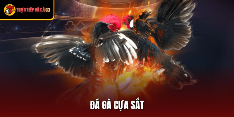 Đá Gà Cựa Sắt Mãn Nhãn Với Loạt Trận Đấu Đỉnh Cao