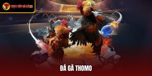 Đá Gà Thomo - Trải Nghiệm Đỉnh Cao Cho Tín Đồ Đam Mê