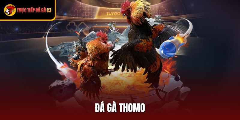 Đá Gà Thomo - Trải Nghiệm Đỉnh Cao Cho Tín Đồ Đam Mê