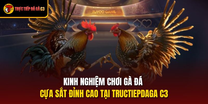 Kinh Nghiệm Chơi Gà Đá Cựa Sắt Đỉnh Cao Tại Tructiepdaga C3
