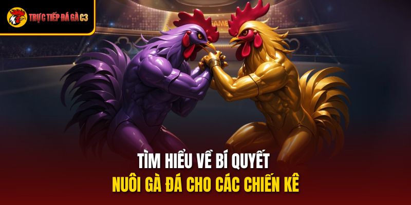 Tìm Hiểu Về Bí Quyết Nuôi Gà Đá Cho Các Chiến Kê